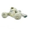 WHITE MAGIC MUSHROOMS