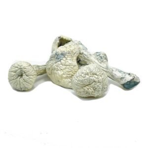 WHITE MAGIC MUSHROOMS