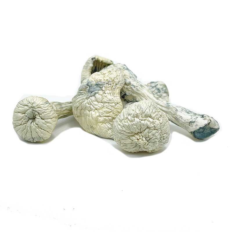 WHITE MAGIC MUSHROOMS