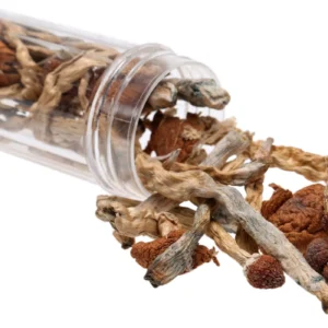 Buy Magic Truffles