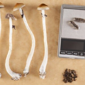 Microdosing Mushrooms